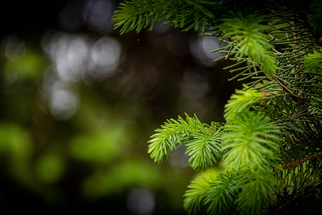 Larch