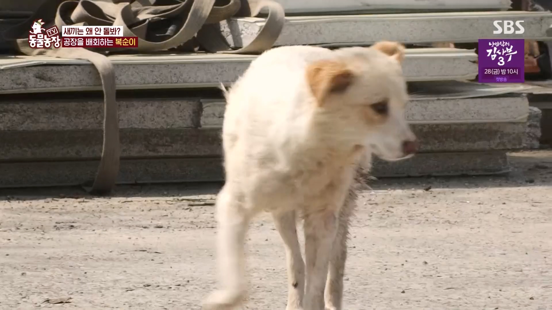 TV 동물농장.E1118.230423p.H264-F1RST.mp4_20230423_181107.331.jpg