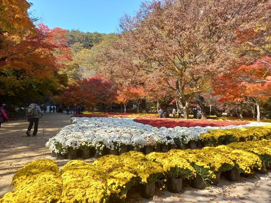 순창 강천산 단풍