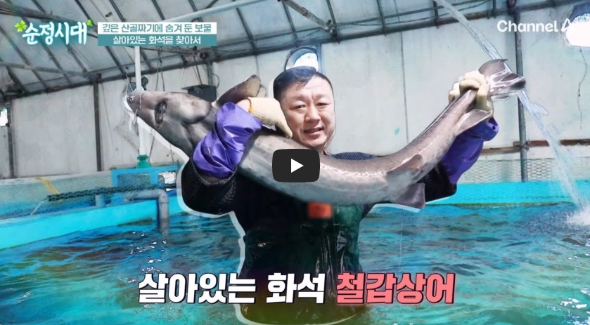 철갑상어에 답이 있다?!