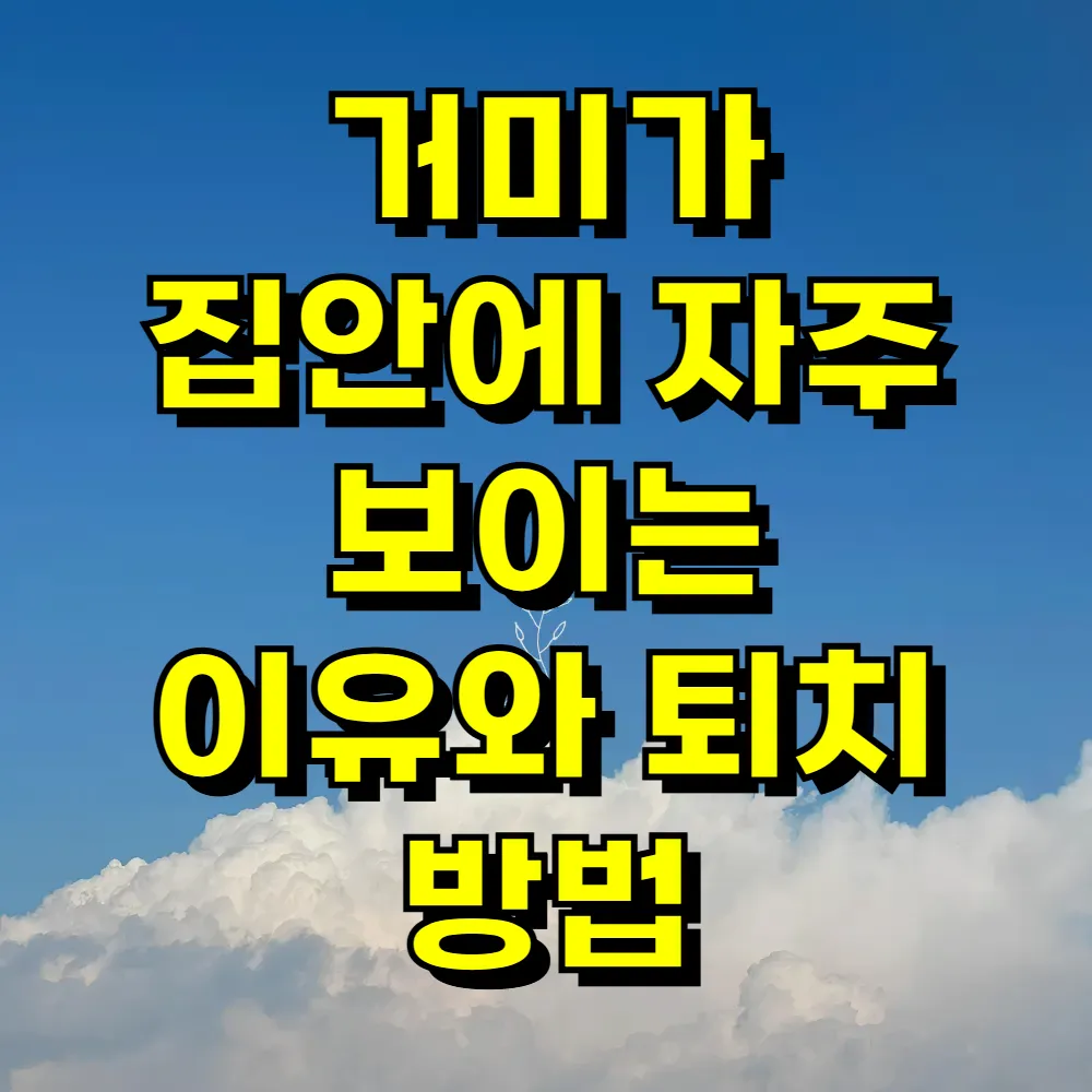 거미가 집안에 자주 보이는 이유와 퇴치 방법