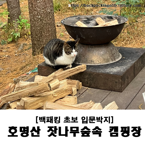 호명산 잣나무숲속 캠핑장