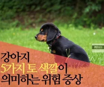 강아지 토 색깔 증상 강아지 토하는 원인과 구토 종류별 건강상태 살펴보기_12