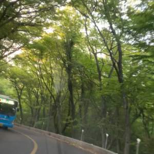 숲터널
