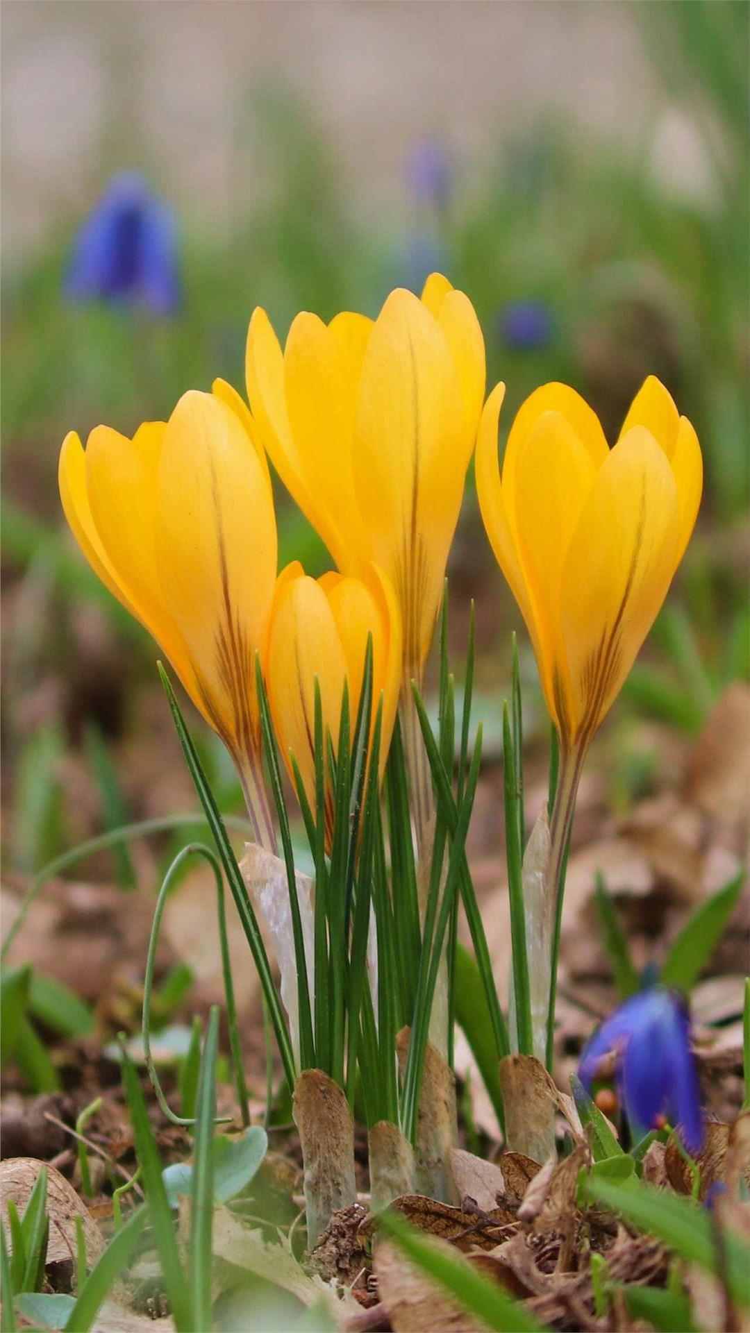 Crocus Flower iPhone Wallpaper