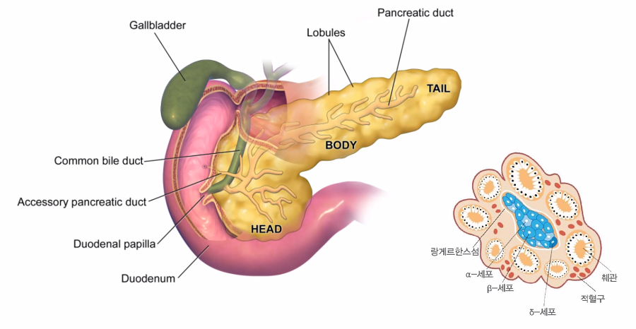 췌장