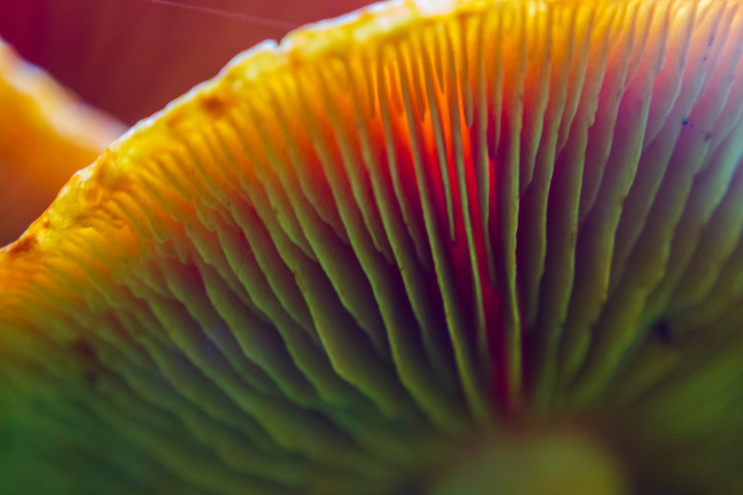 Mushroom
