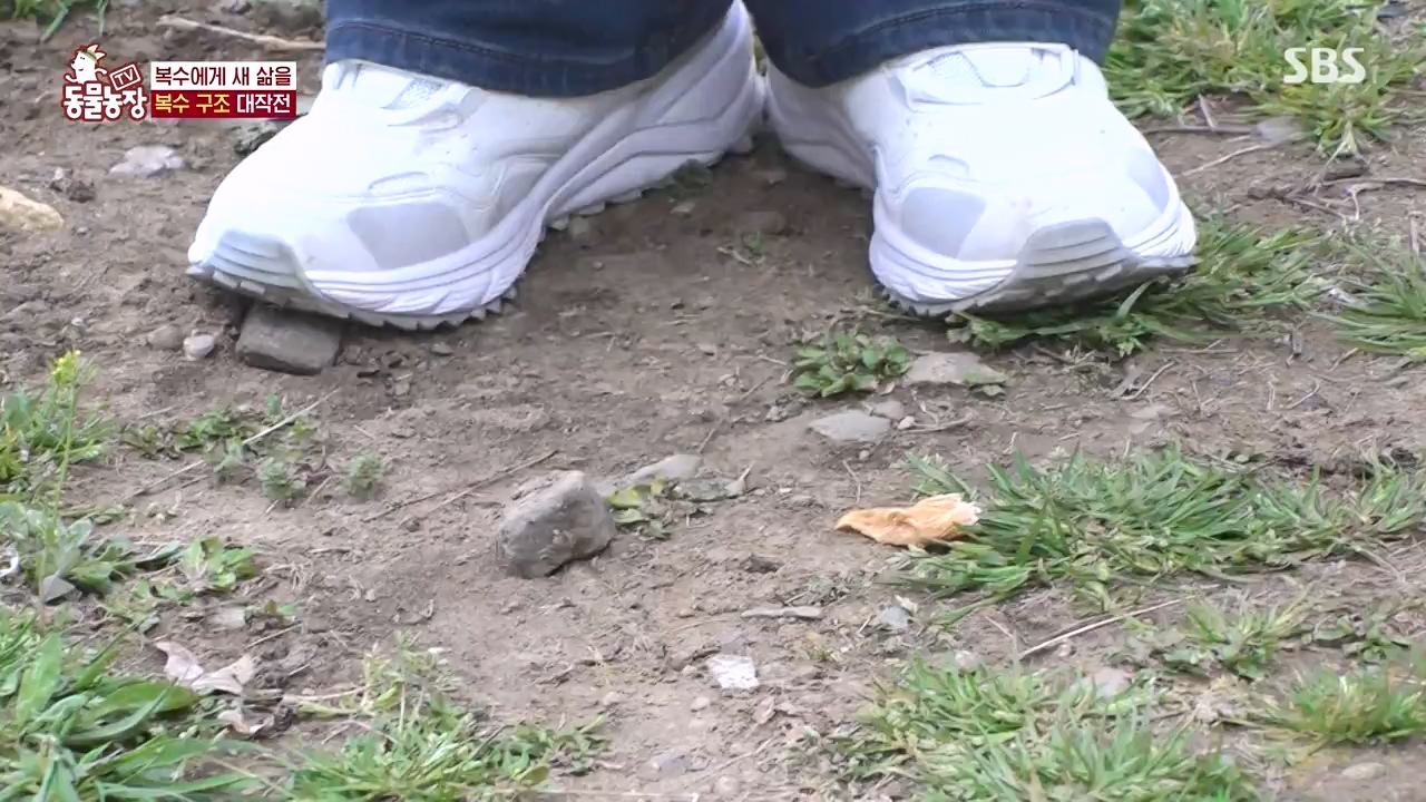 TV 동물농장.E1173.240527p-NEXT.mp4_20240526_155724.351.jpg