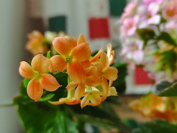 주황색-작은-꽃