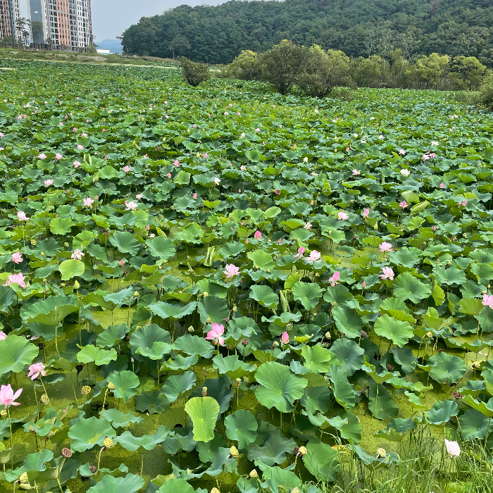  [구미] 연꽃보며 산책하기 좋은 곳 <문성지>