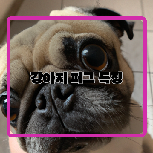 귀여움-퍼그-매력