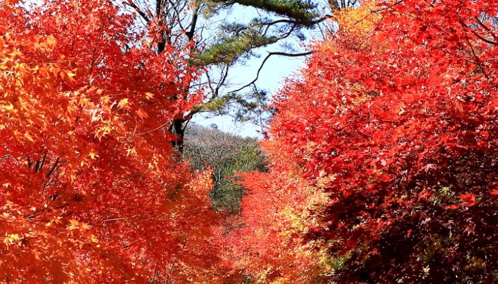 단풍나무