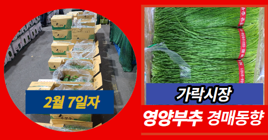  [경매사 일일보고] 2월 7일자 가락시장 영양부추 경매동향을 살펴보겠습니다!