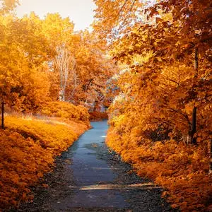 가을-낙엽이-진-도로-a-fallen-road