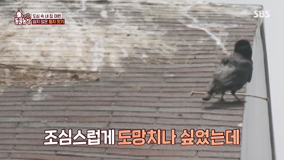 TV 동물농장.E1126.230625p.H264-F1RST.mp4_20230626_204307.722.jpg