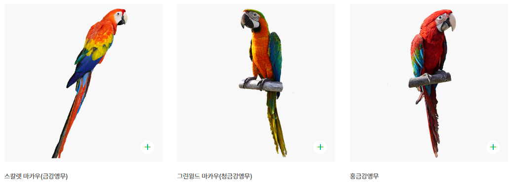 가평 베고니아 새정원