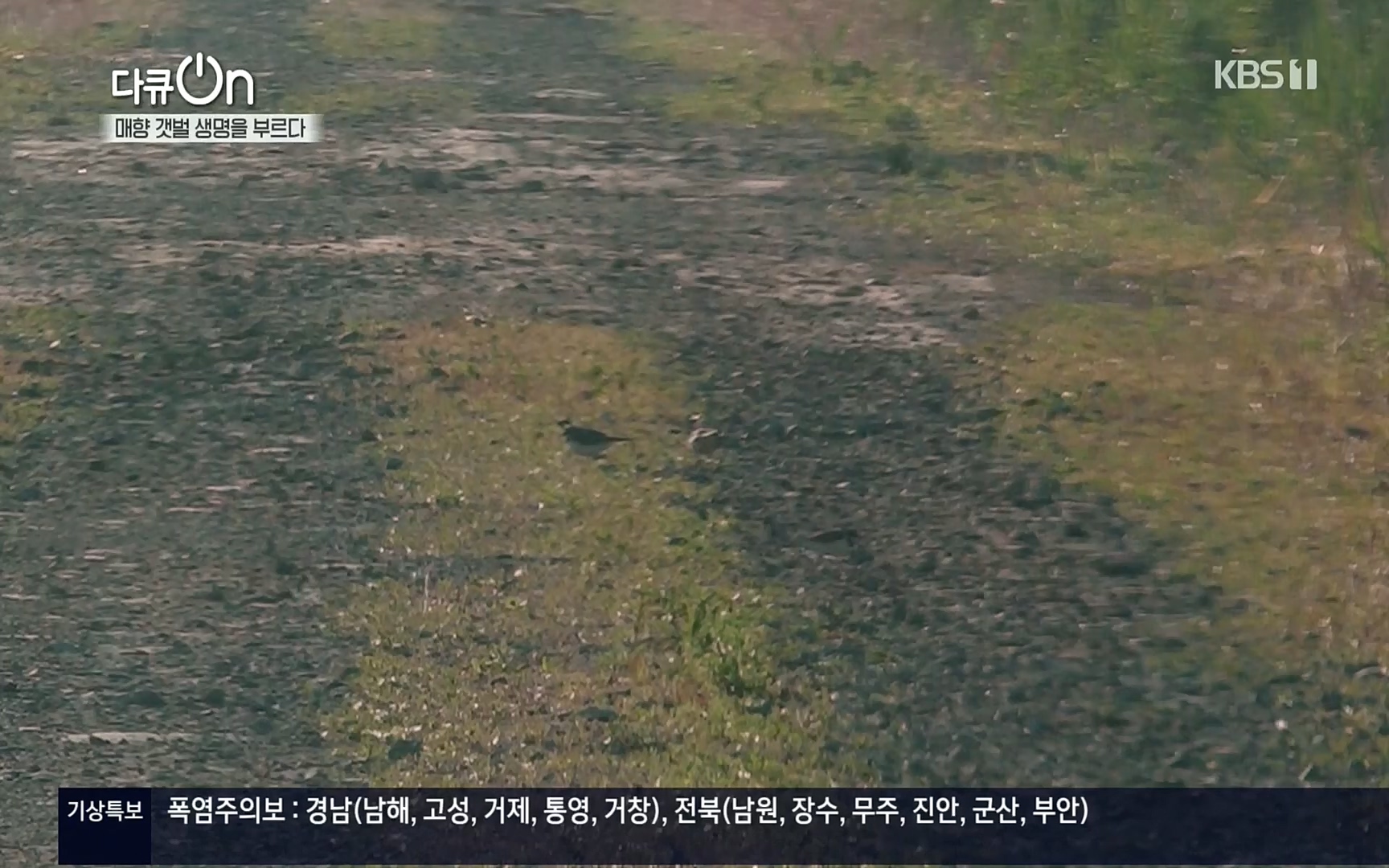 다큐 On.E151.220805p.H264-F1RST.mp4_20220806_193410.945.jpg