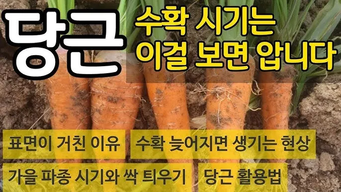 당근 수확시기 파종시기 효능 요리법_9