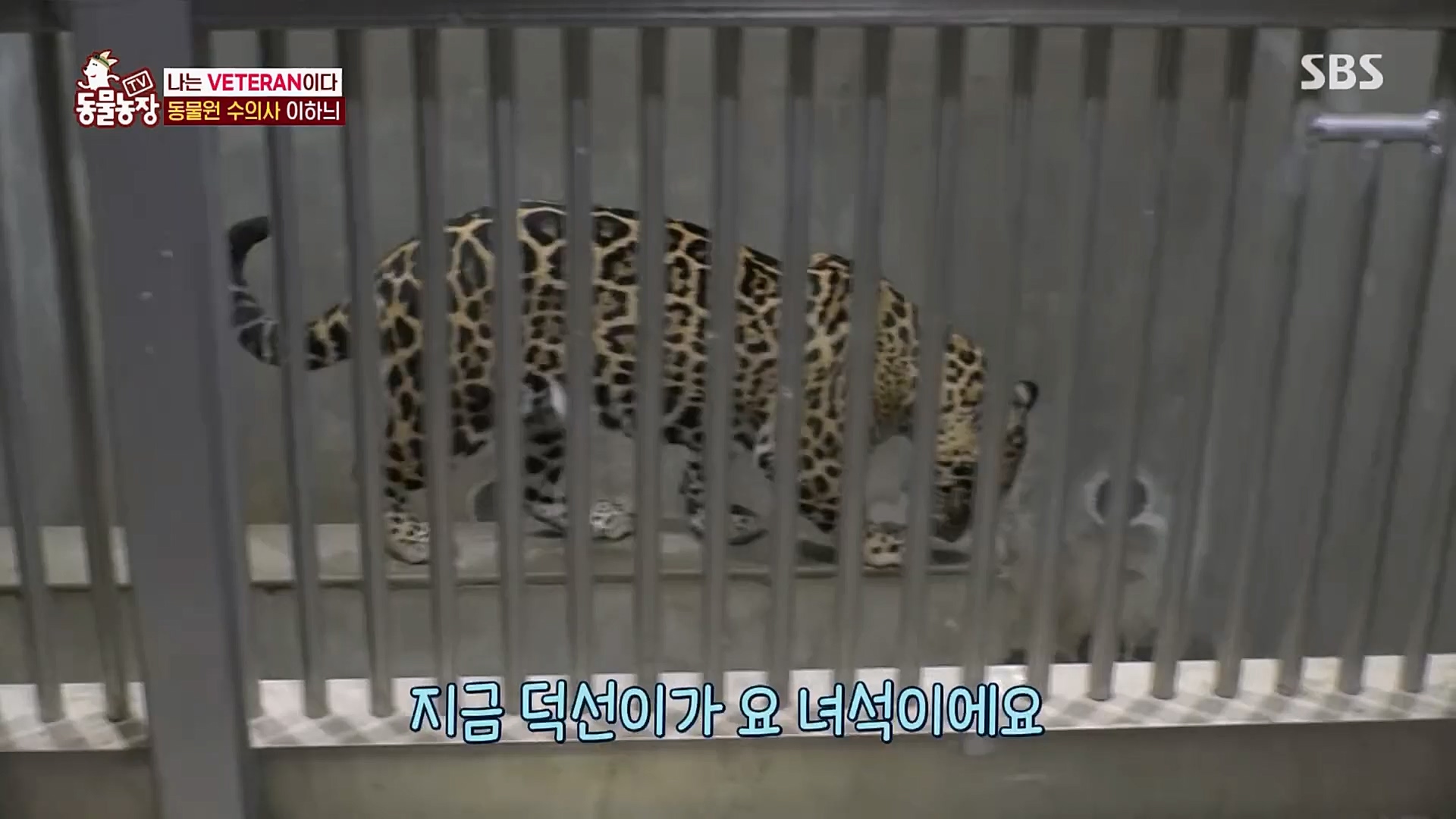 TV 동물농장.E1115.230409p.H264-F1RST.mp4_20230409_173046.383.jpg