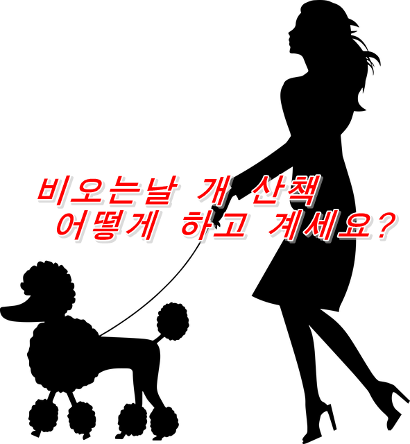  비오는날 개 산책 어떻게 하고 계세요?