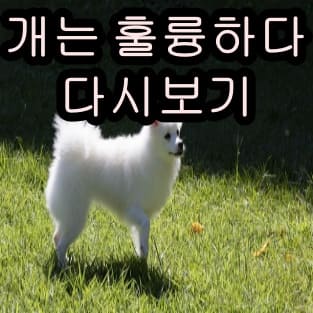  개는 훌륭하다 다시보기 전편 무료 재방송 방법