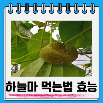 하늘마 가격 보관방법 요리법_19