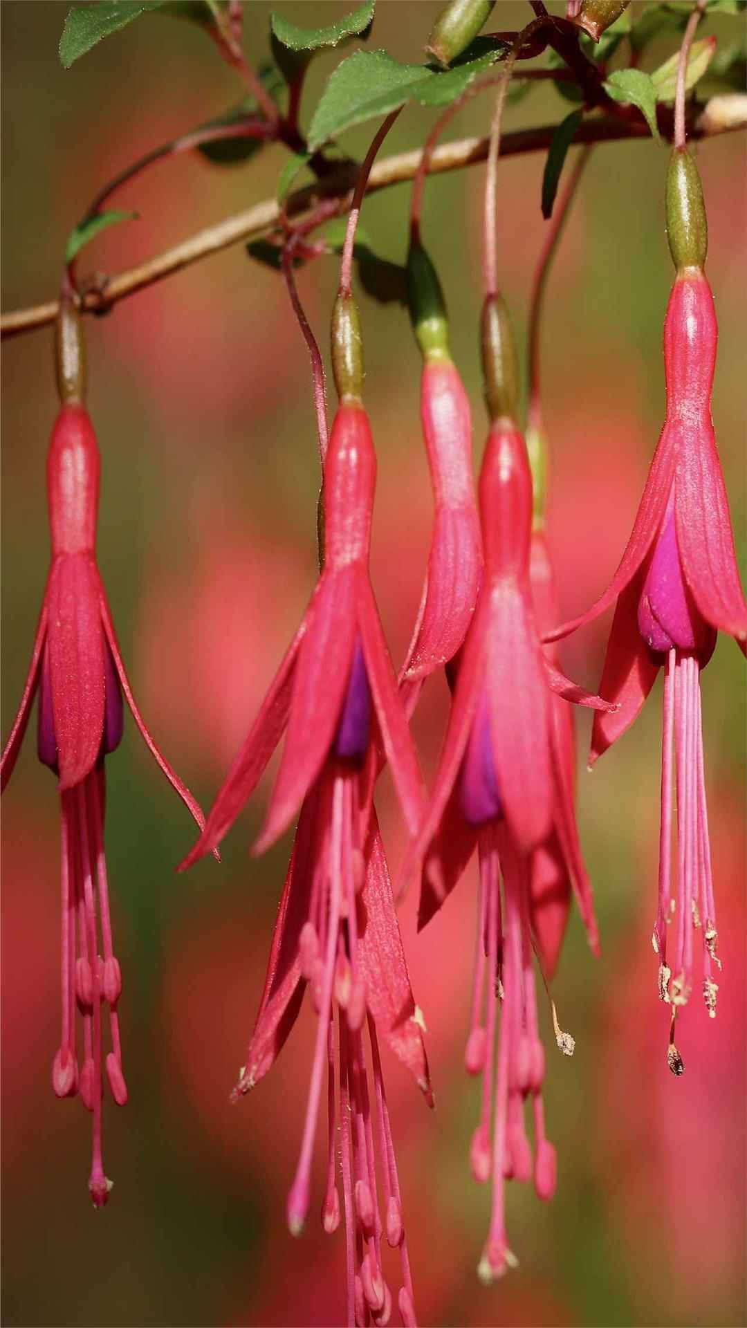 Fuchsia Flower iPhone Wallpaper