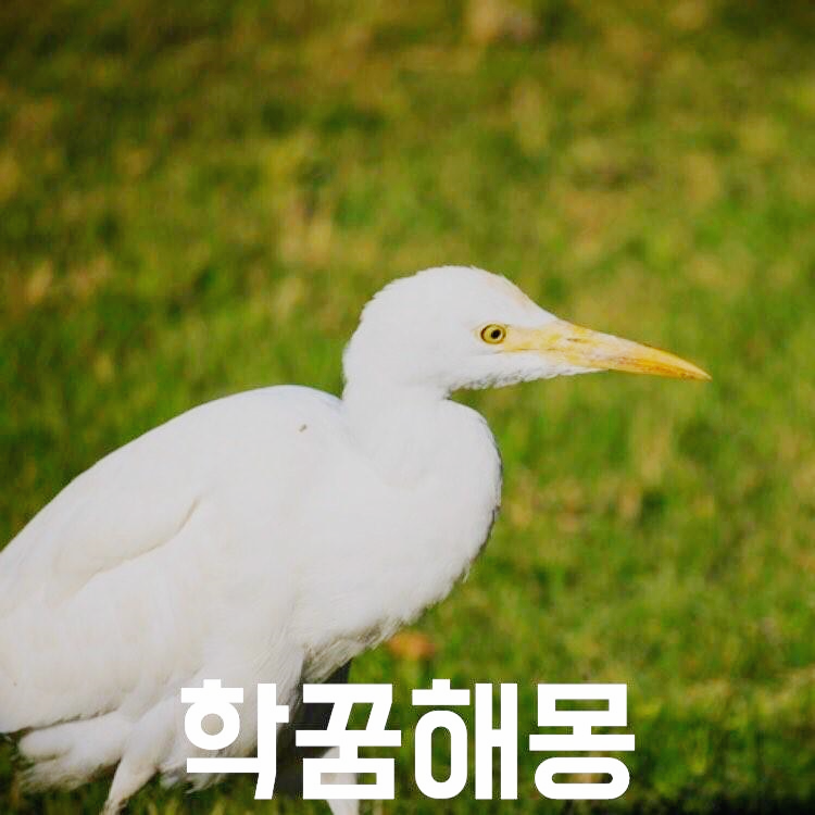 학 꿈