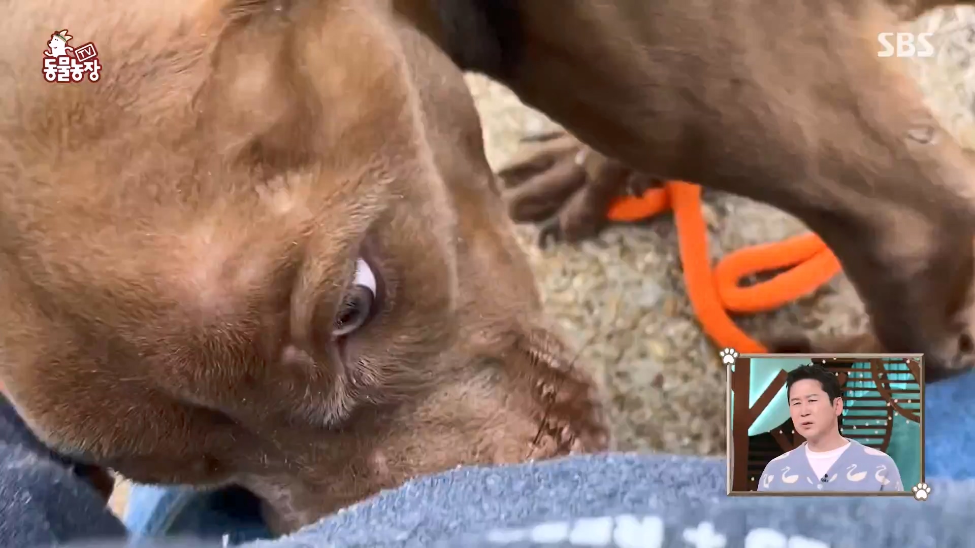 TV 동물농장.E1164.240324p-NEXT.mp4_20240324_172331.770.jpg