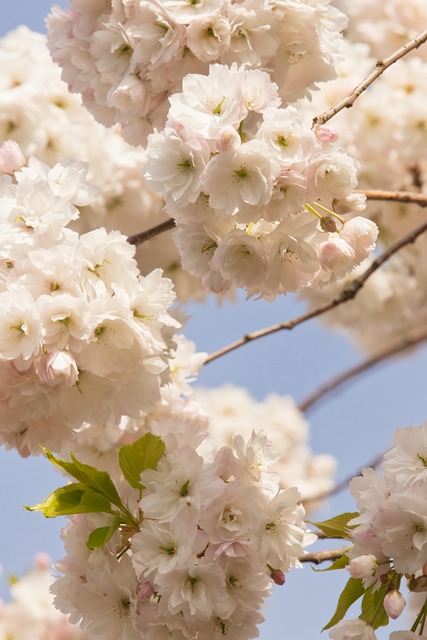 🌺 실시간 남해 벚꽃 개화상황&amp;#44; 남해 벚꽃 축제&amp;#44; 남해 벚꽃 숨은 명소&amp;#44; 남해 벚꽃 개화시기 알아보자 🌸