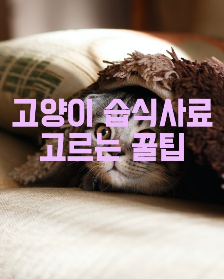 고양이 습식 사료 고르는 꿀팁