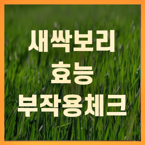 새싹보리 효능 및 부작용 체크하기(+꼼꼼정리)