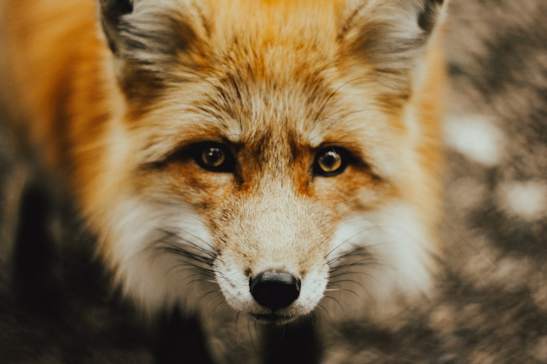 Red fox
