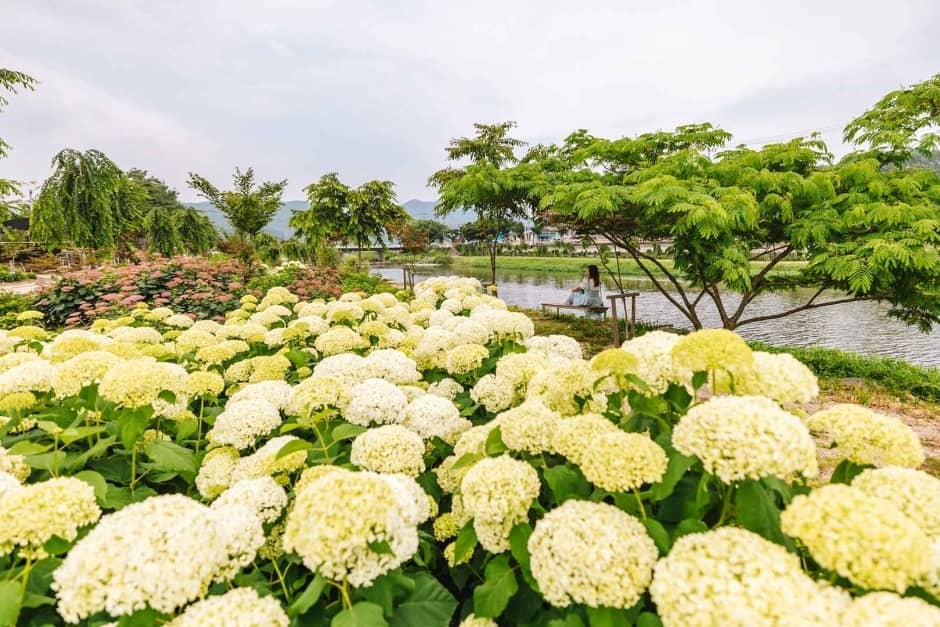 수국 / 대한민국 구석구석 참조