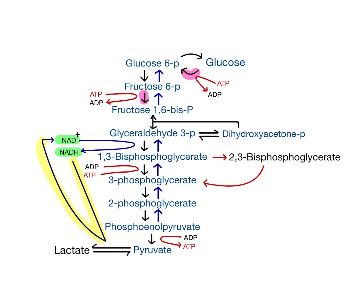  해당 과정 (glycolysis pathway) - 세포 호흡 