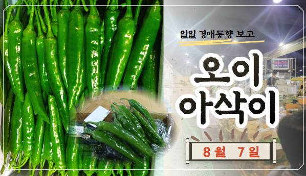  [경매사 일일보고] 8월 7일자 가락시장 오이아삭이 경매동향을 살펴보겠습니다!