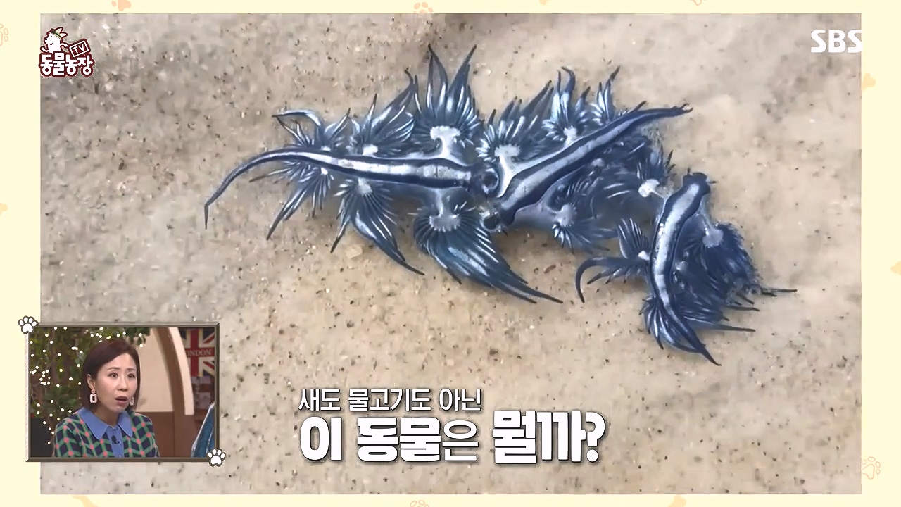 TV 동물농장.E1153.240108p-NEXT.mp4_20240107_170533.841.jpg