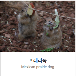 프레리독