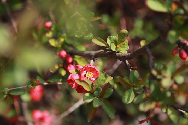 명자나무(산당화)