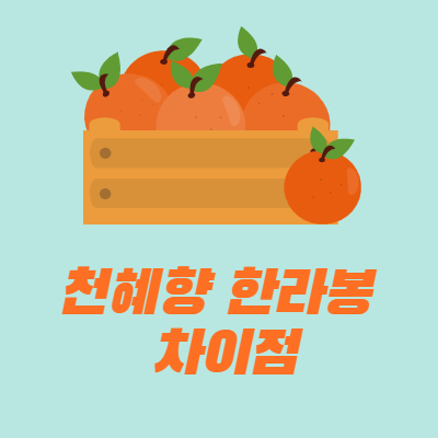  천혜향 한라봉 차이점