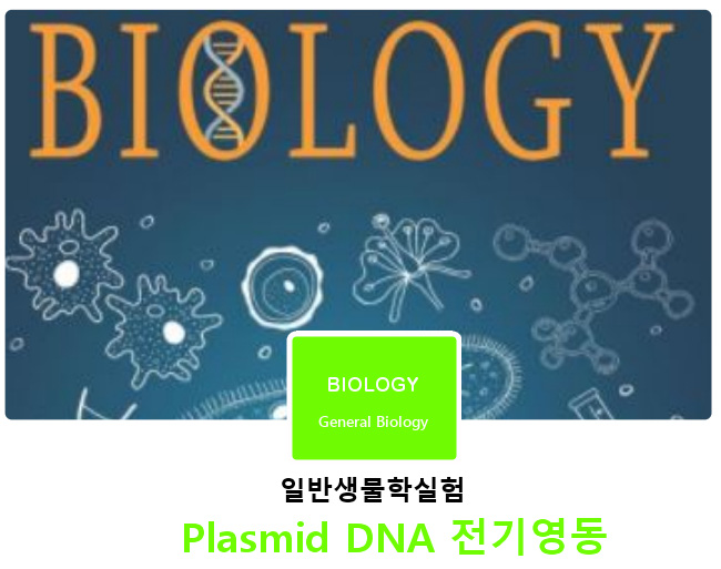 일반생물학실험 | Plasmid DNA - 전기영동 일반생물학실험 | Plasmid DNA - 전기영동
