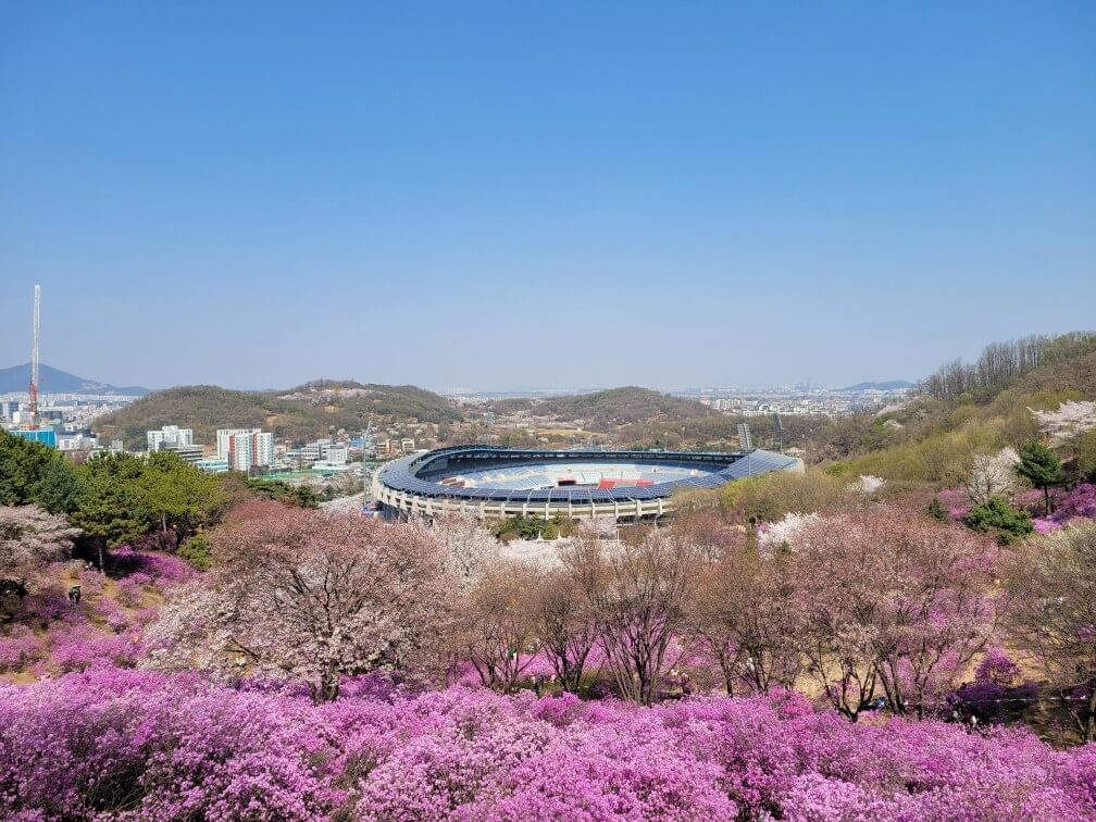 부천 원미산 진달래동산 진달래 개화상황