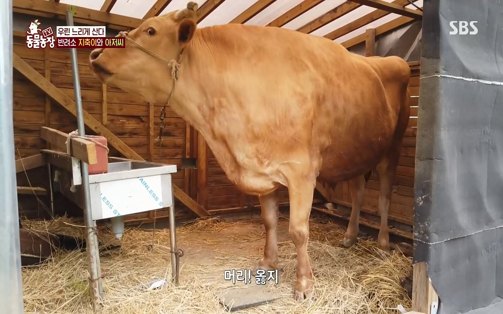 TV 동물농장.E1074.220619p.H264-F1RST.mp4_20220619_181443.649.jpg
