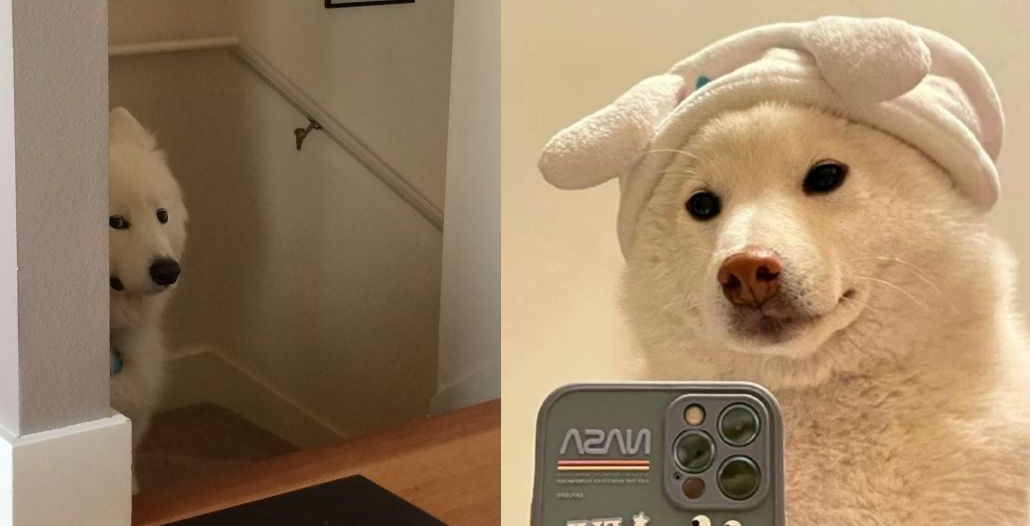 귀여운·웃긴 강아지 짤♥ (feat.미소 짓게 하는 동물 짤 모음) - 카카오 지식보드