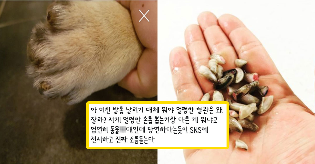  분노주의.. 강아지 걸어 다닐 때 소리 난다고 '발톱 날리기'하는 사람들;;