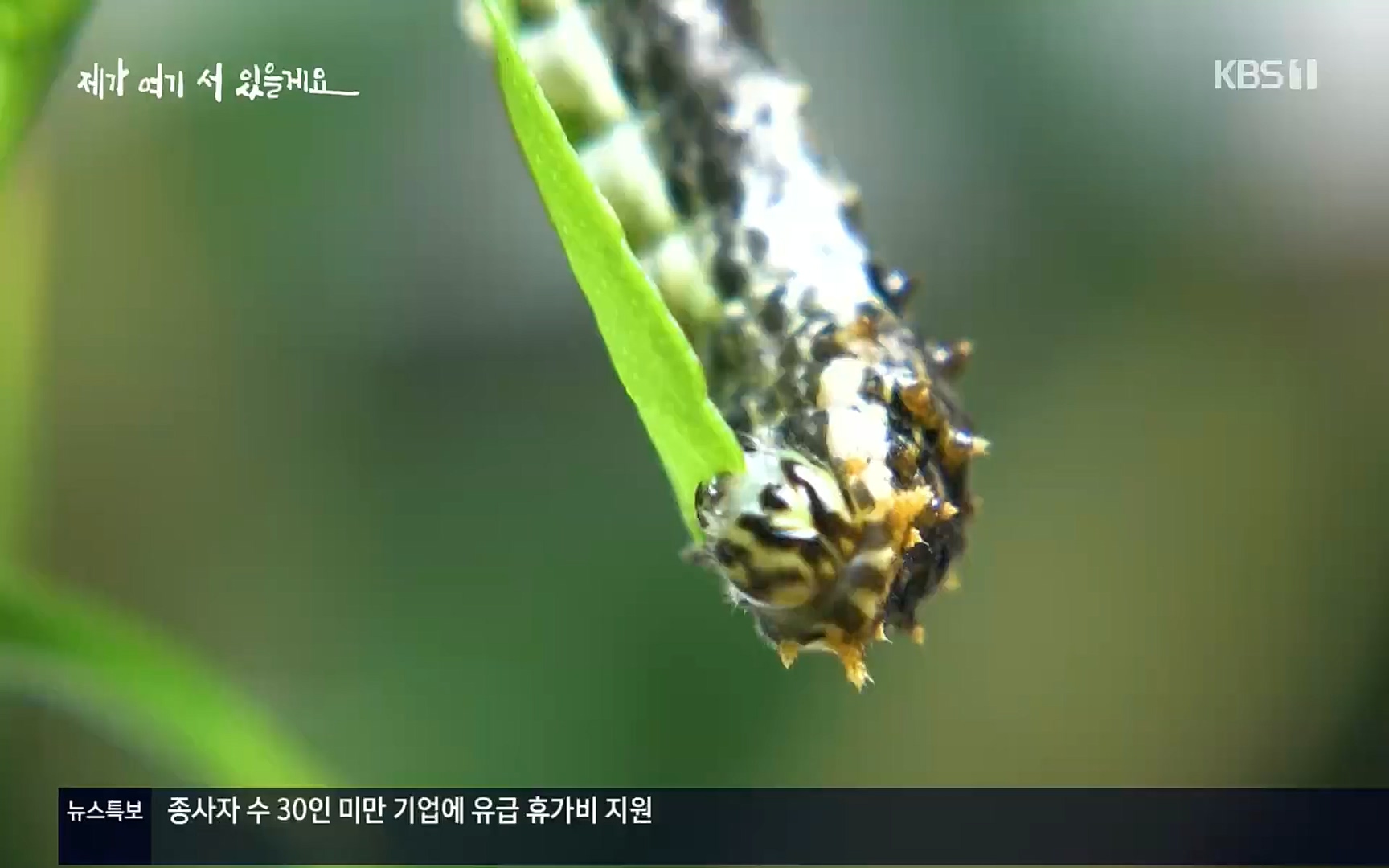 다큐 인사이트.E124.220908p.H264-F1RST.mp4_20220912_143730.890.jpg
