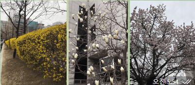 봄꽃 개나리 목련 벚꽃