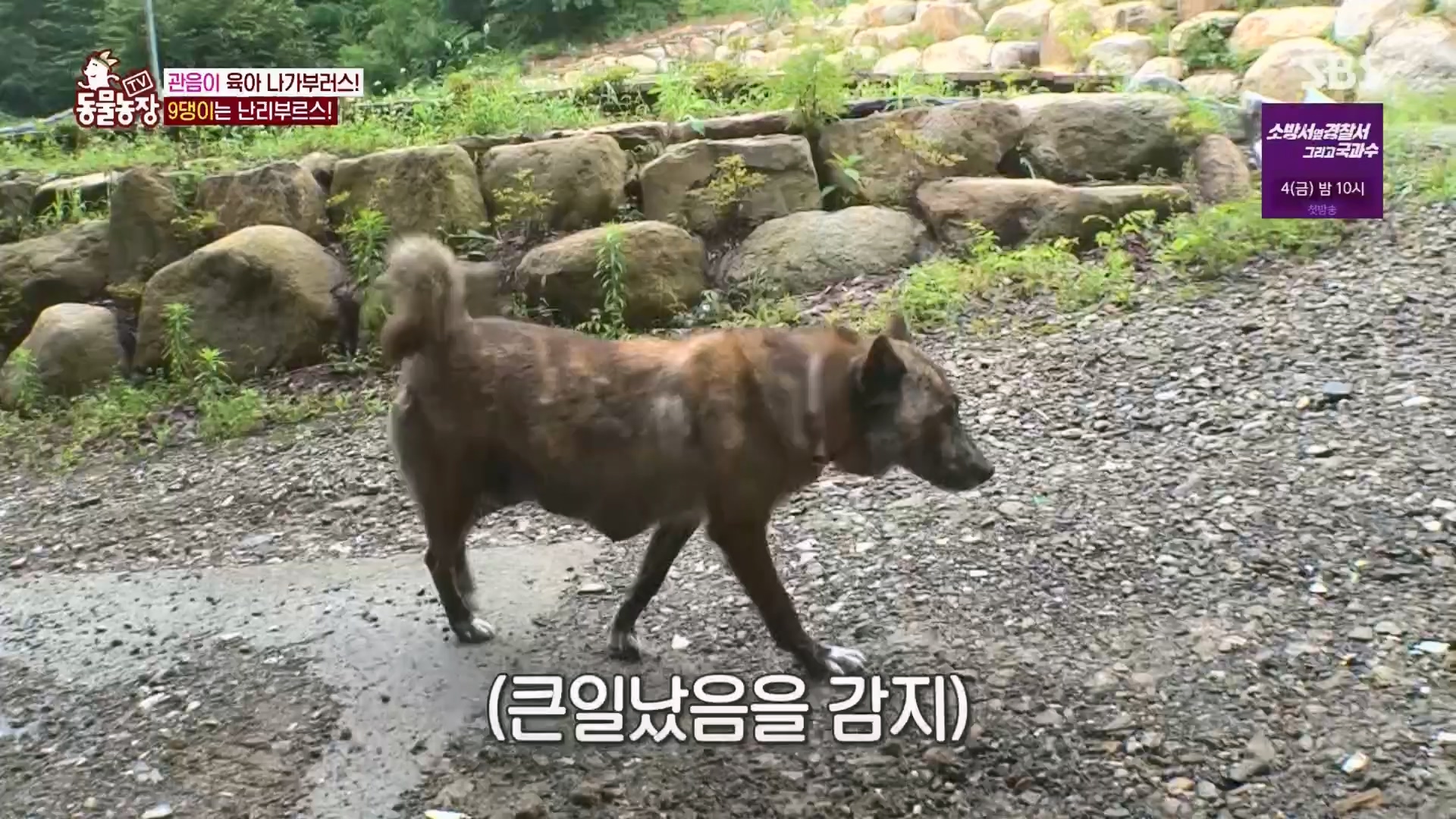 TV 동물농장.E1130.230723p.H264-F1RST.mp4_20230723_171202.573.jpg