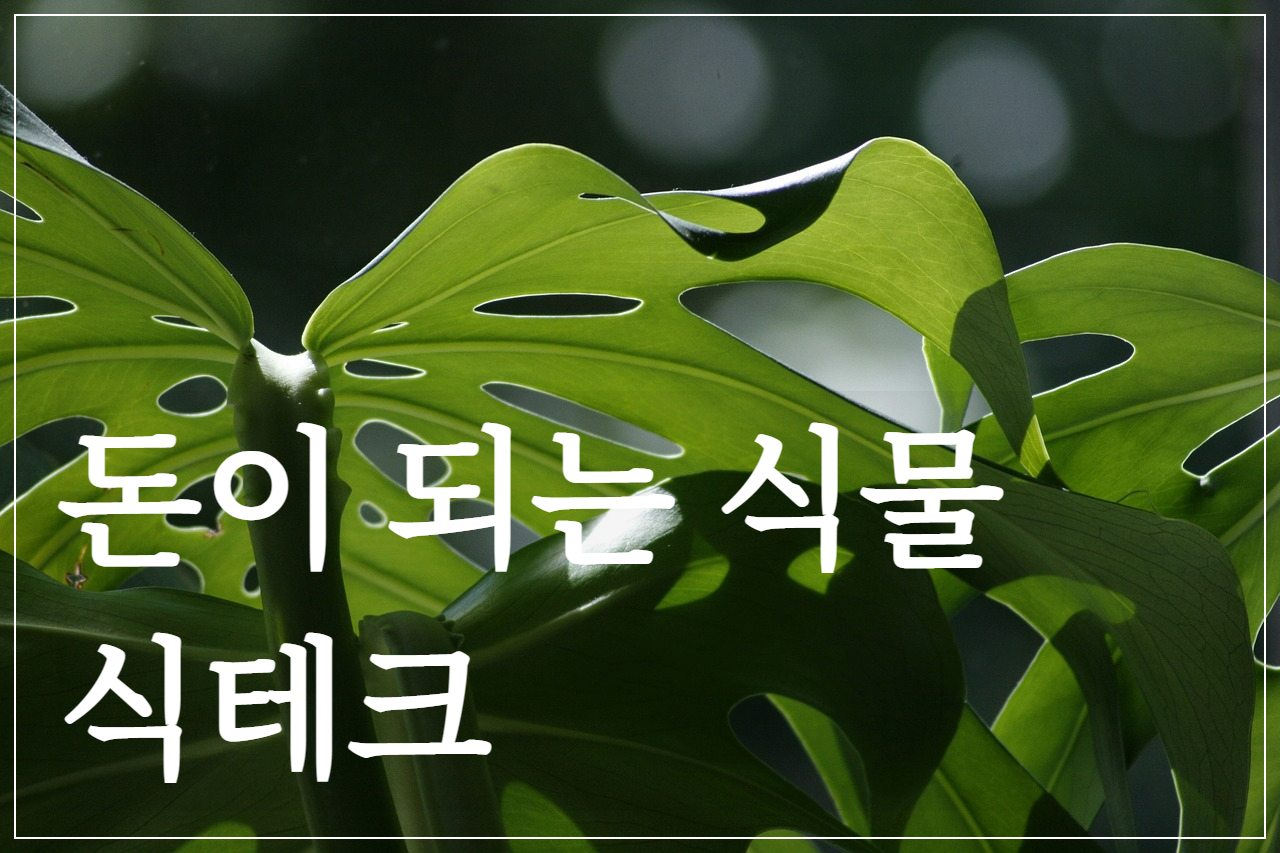 식테크&#44; 식물재테크