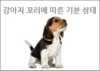  강아지 꼬리에 따른 기분 상태